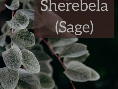 Sherebela (Sage)